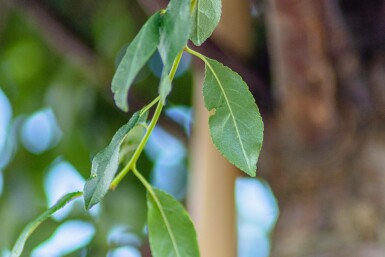Prunus x eminens 'Umbraculifera' Halbstamm