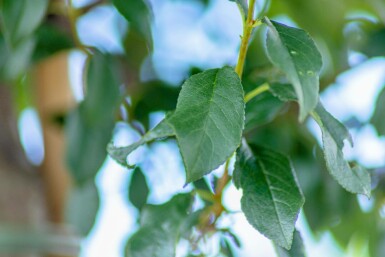 Prunus x eminens 'Umbraculifera' Halbstamm
