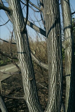 Davids-Ahorn Acer davidii strauch 125-150 C15 Acer davidii Strauch 125-150 cm