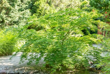 Japanischer Ahorn Acer palmatum strauch 100-125 C7,5 Acer palmatum Strauch 100-125 cm