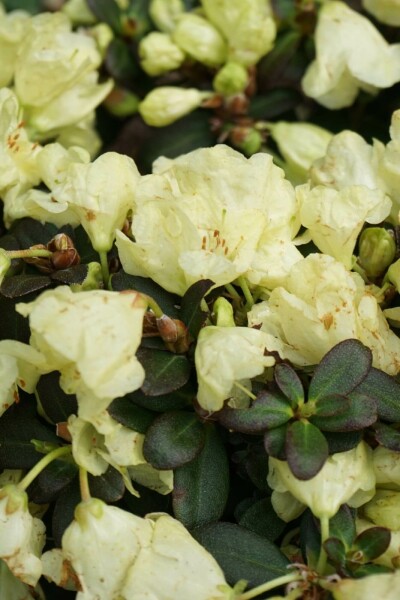 Zwergrhododendron Rhododendron impeditum 'Wren' Strauch 15-20 Topf 2 ltr. (C2) Rhododendron impeditum 'Wren' Strauch 15-20 cm