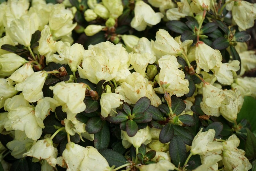 Zwergrhododendron Rhododendron impeditum 'Wren' Strauch 15-20 Topf 2 ltr. (C2) Rhododendron impeditum 'Wren' Strauch 15-20 cm