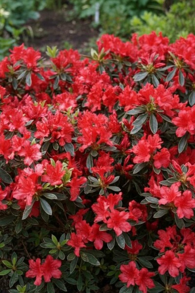 Azalea japonica 'Hot Shot' Strauch 20-25 cm