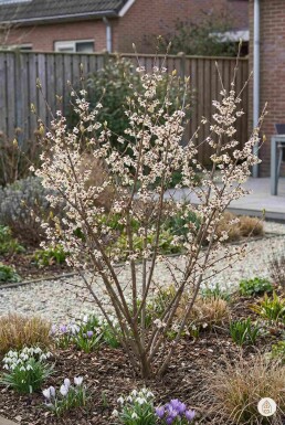 Kein Bild verfügbar