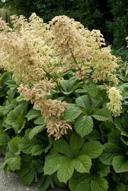 Kastanienblättriges Schaublatt Rodgersia aesculifolia 5-10 Topf 9x9 cm (P9)