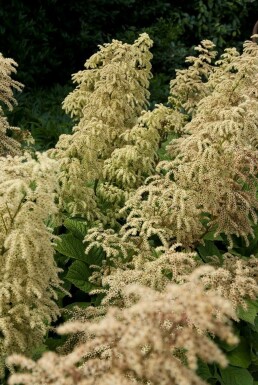 Kastanienblättriges Schaublatt Rodgersia aesculifolia 5-10 Topf 9x9 cm (P9)