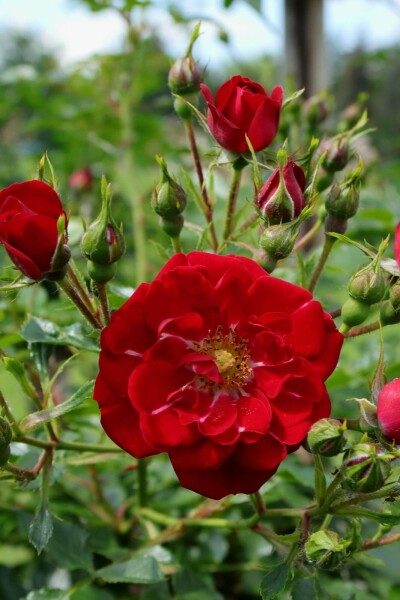 Bodendeckerrose Rosa 'Red Fairy' Strauch 10-15 Topf 2 ltr. (C2) Rosa 'Red Fairy' Strauch 15-20 cm