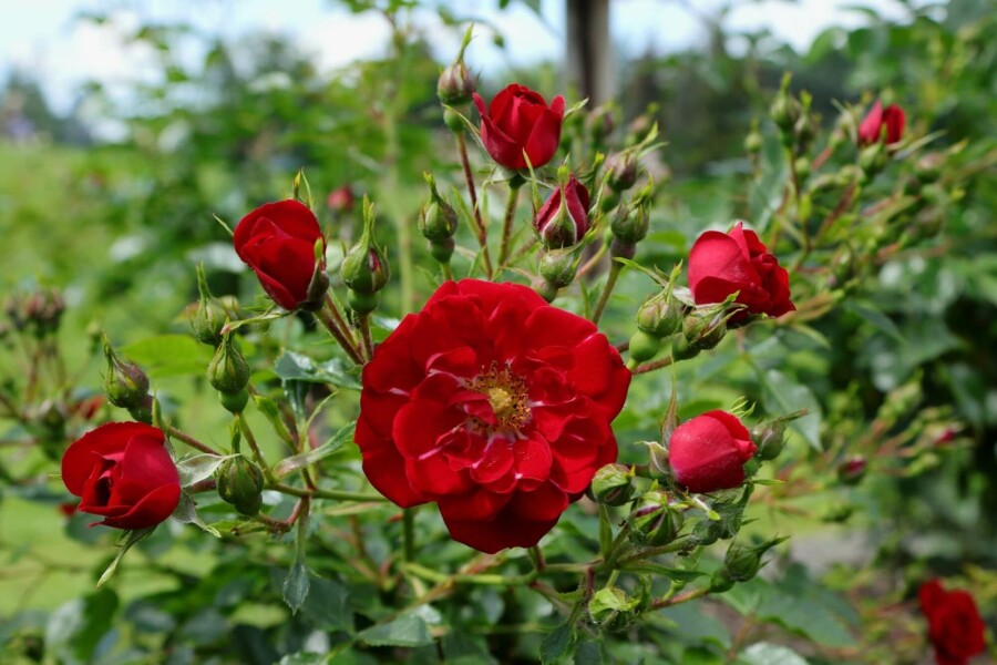 Bodendeckerrose Rosa 'Red Fairy' Strauch 10-15 Topf 2 ltr. (C2) Rosa 'Red Fairy' Strauch 15-20 cm