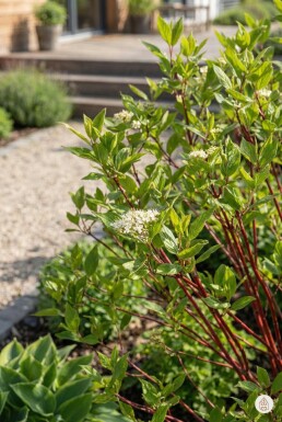 Kein Bild verfügbar