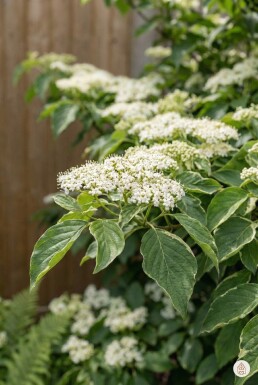 Kein Bild verfügbar