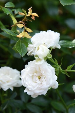 Bodendeckerrose Rosa 'White Fairy' Strauch 10-15 Topf 2 ltr. (C2) Rosa 'White Fairy' Strauch 10-15 cm
