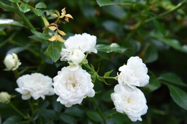Bodendeckerrose Rosa 'White Fairy' Strauch 10-15 Topf 2 ltr. (C2) Rosa 'White Fairy' Strauch 10-15 cm