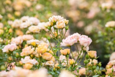 Bodendeckerrose Rosa 'Yellow Fairy' Strauch 10-15 Topf 2 ltr. (C2) Rosa 'Yellow Fairy' Strauch 10-15 cm