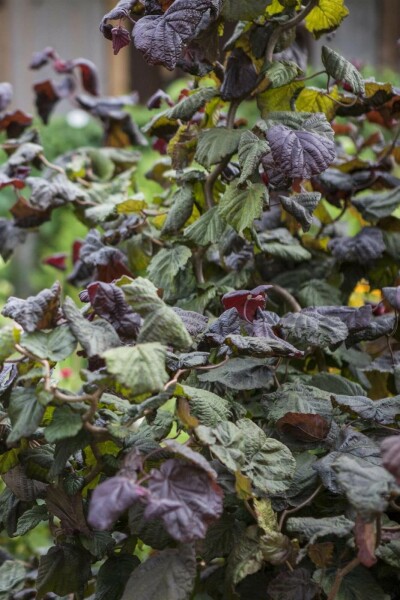 Rotblättrige Korkenzieher-Hasel Corylus avellana 'Red Majestic' strauch 80-100 C7,5 Corylus avellana 'Red Majestic' Strauch 80-100 cm