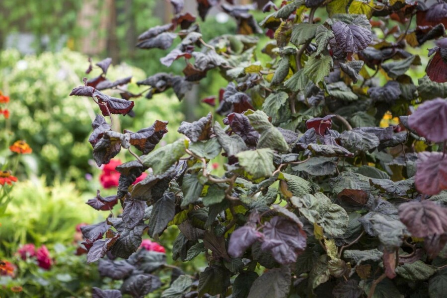 Rotblättrige Korkenzieher-Hasel Corylus avellana 'Red Majestic' strauch 80-100 C7,5 Corylus avellana 'Red Majestic' Strauch 80-100 cm