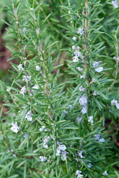 Rosmarin Rosmarinus officinalis 5-10 Topf 9x9 cm (P9) Rosmarinus officinalis