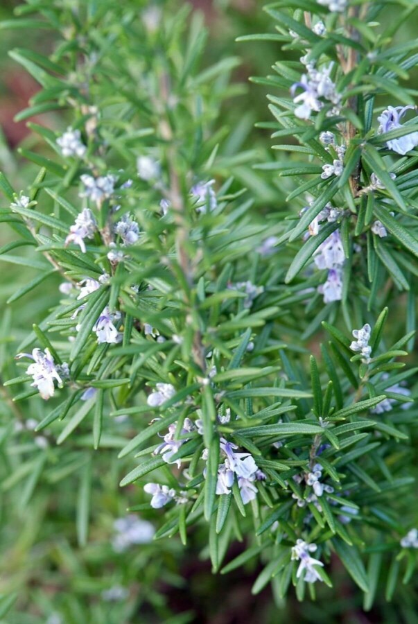 Rosmarin Rosmarinus officinalis 5-10 Topf 9x9 cm (P9) Rosmarinus officinalis