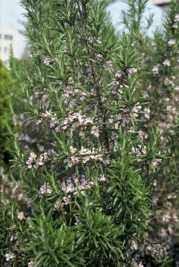 Rosmarin Rosmarinus officinalis 5-10 Topf 9x9 cm (P9) Rosmarinus officinalis