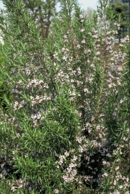 Rosmarin Rosmarinus officinalis 5-10 Topf 9x9 cm (P9) Rosmarinus officinalis