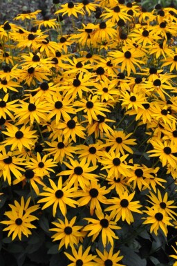 Sonnenhut Rudbeckia fulgida 'Goldsturm' 10-15 Topf 2 ltr. (C2) Rudbeckia fulgida 'Goldsturm'