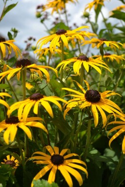 Sonnenhut Rudbeckia fulgida 'Goldsturm' 10-15 Topf 2 ltr. (C2) Rudbeckia fulgida 'Goldsturm'