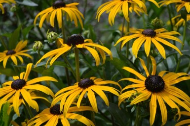 Sonnenhut Rudbeckia fulgida 'Goldsturm' 10-15 Topf 2 ltr. (C2) Rudbeckia fulgida 'Goldsturm'