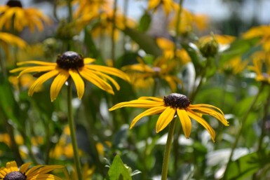 Sonnenhut Rudbeckia fulgida 'Goldsturm' 10-15 Topf 2 ltr. (C2) Rudbeckia fulgida 'Goldsturm'