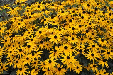 Sonnenhut Rudbeckia fulgida 'Goldsturm' 5-10 Topf 9x9 cm (P9) Rudbeckia fulgida 'Goldsturm'