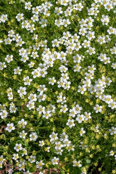 Muschio Stellato (Sagina Subulata) – Tappeto Verde 10-25 Cm, Vaso Ø9 Cm, 20 Piante Per Copertura Del Suolo