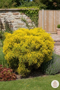 Kein Bild verfügbar