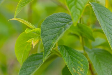 Schneeglöckchenbaum Halesia carolina strauch 100-125 C20 Halesia carolina Strauch 100-125 cm