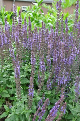 BlĂŒten-Salbei Salvia nemorosa 'Blaukonigin' 5-10 Topf 9x9 cm (P9) Salvia nemorosa 'Blaukonigin'