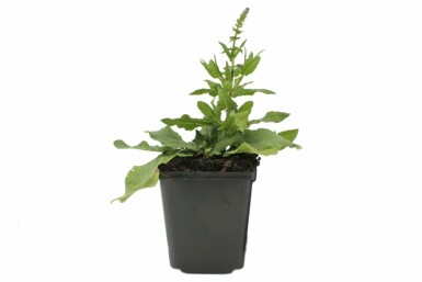 BlĂŒten-Salbei Salvia nemorosa 'Blaukonigin' 5-10 Topf 9x9 cm (P9) Salvia nemorosa 'Blaukonigin'