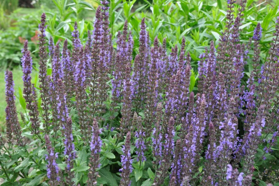 Blüten-Salbei Salvia nemorosa 'Blaukonigin' 5-10 Topf 9x9 cm (P9) Salvia nemorosa 'Blaukonigin'