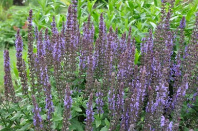 Blüten-Salbei Salvia nemorosa 'Blaukonigin' 5-10 Topf 9x9 cm (P9) Salvia nemorosa 'Blaukonigin'
