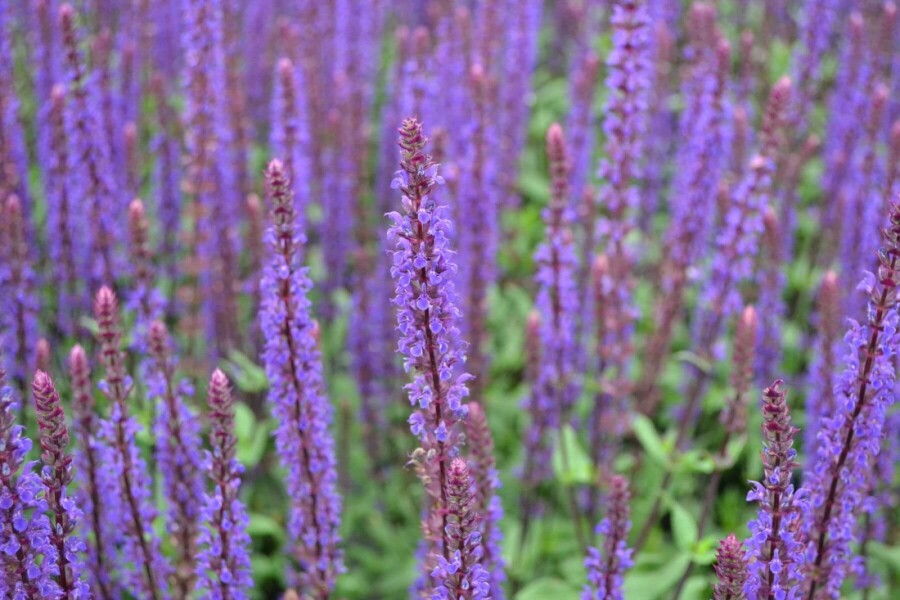 Steppen Salbei Salvia nemorosa 'Caradonna' 5-10 Topf 9x9 cm (P9) Salvia nemorosa 'Caradonna'