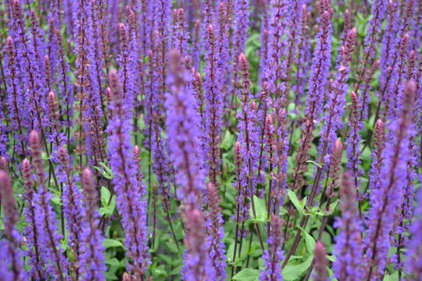 Steppen Salbei Salvia nemorosa 'Caradonna' Topf Heijnen Pflanzen