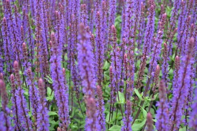 Steppen Salbei Salvia nemorosa 'Caradonna' 5-10 Topf 9x9 cm (P9) Salvia nemorosa 'Caradonna'