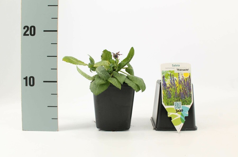 Steppensalbei Salvia nemorosa 'Mainacht' 5-10 Topf 9x9 cm (P9) Salvia nemorosa 'Mainacht'
