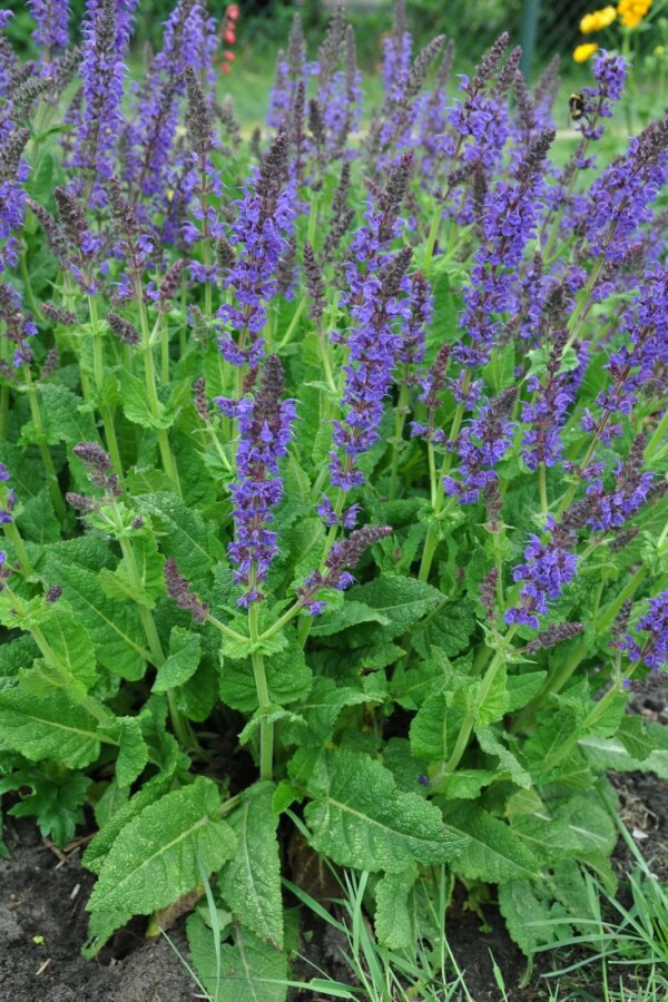 Steppensalbei Salvia nemorosa 'Mainacht' 5-10 Topf 9x9 cm (P9) Salvia nemorosa 'Mainacht'