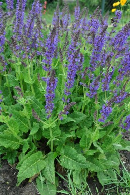 Steppensalbei Salvia nemorosa 'Mainacht' 5-10 Topf 9x9 cm (P9) Salvia nemorosa 'Mainacht'