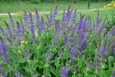 Steppensalbei Salvia nemorosa 'Mainacht' 5-10 Topf 9x9 cm (P9) Salvia nemorosa 'Mainacht'
