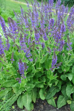 Steppensalbei Salvia nemorosa 'Mainacht' 5-10 Topf 9x9 cm (P9) Salvia nemorosa 'Mainacht'