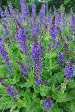 Steppensalbei Salvia nemorosa 'Mainacht' 5-10 Topf 9x9 cm (P9) Salvia nemorosa 'Mainacht'