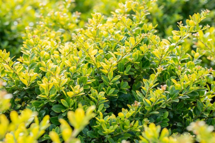 Japanische Goldblatt-Stechpalme Ilex crenata 'Golden Gem' strauch 25-30 C2,5 Ilex crenata 'Golden Gem' Strauch 25-30 cm
