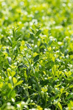 Zwerg-Bergilex 'Stokes' Ilex crenata 'Stokes' strauch 25-30 C2 Ilex crenata 'Stokes' Strauch 25-30 cm