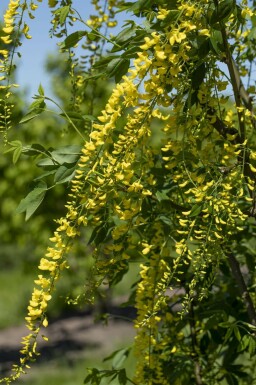 Goldregen 'Vossii' Laburnum watereri 'Vossii' strauch 60-80 C10 Laburnum watereri 'Vossii' Strauch 60-80 cm