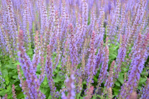 SteppenSalbei Salvia nemorosa 'Ostfriesland' Topf Heijnen Pflanzen