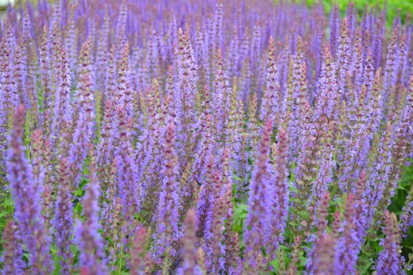 SteppenSalbei Salvia nemorosa 'Ostfriesland' Topf Heijnen Pflanzen