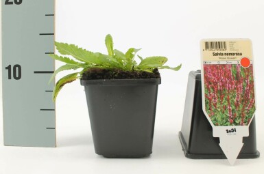 Garten-Salbei Salvia nemorosa 'Rose Queen' 5-10 Topf 9x9 cm (P9)